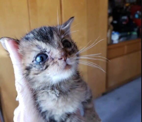 Фото: Erin and Chris @catasticalmeows