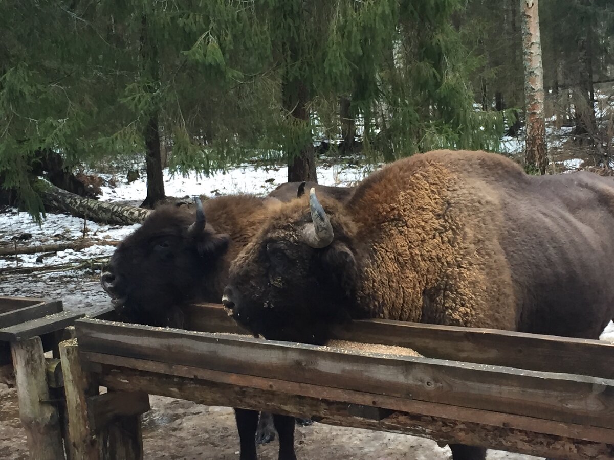 Личное фото 