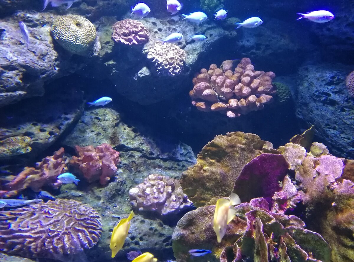 Sea life