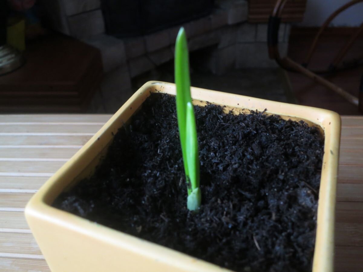 Таким на выходе получается грунт для рассады и комнатных цветов. Фото автора