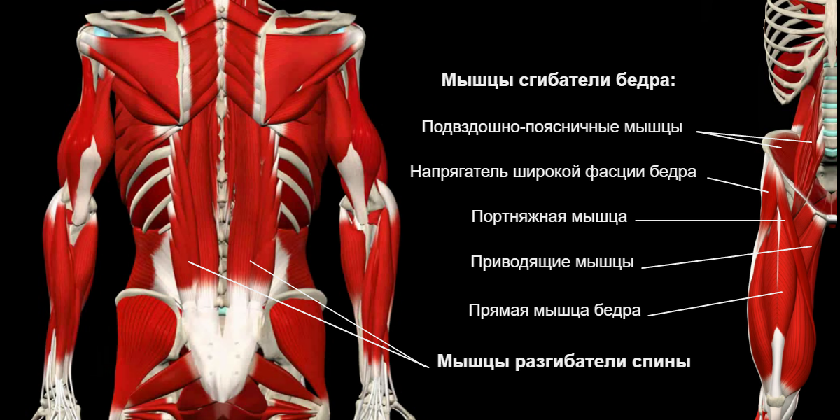 Мышцы поясницы. Мышцы разгибатели позвоночника. Мышцы разгибатели позвоночника анатомия. Мышцы поясничного отдела позвоночника анатомия. Мышечная анатомия разгибатели спины.