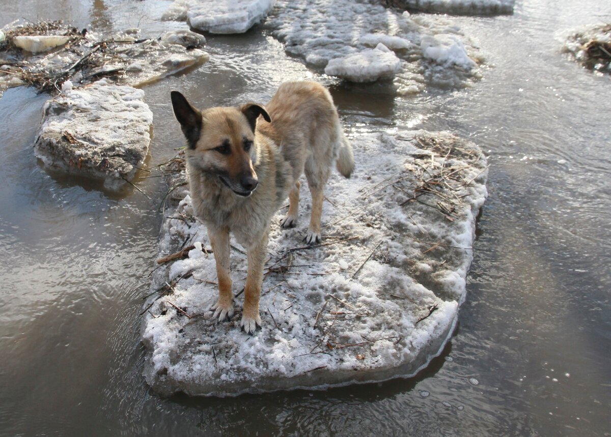 Собака на льдине. Фото: КП/Укладов Олег