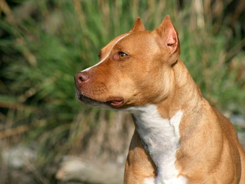 американский питбультерьер