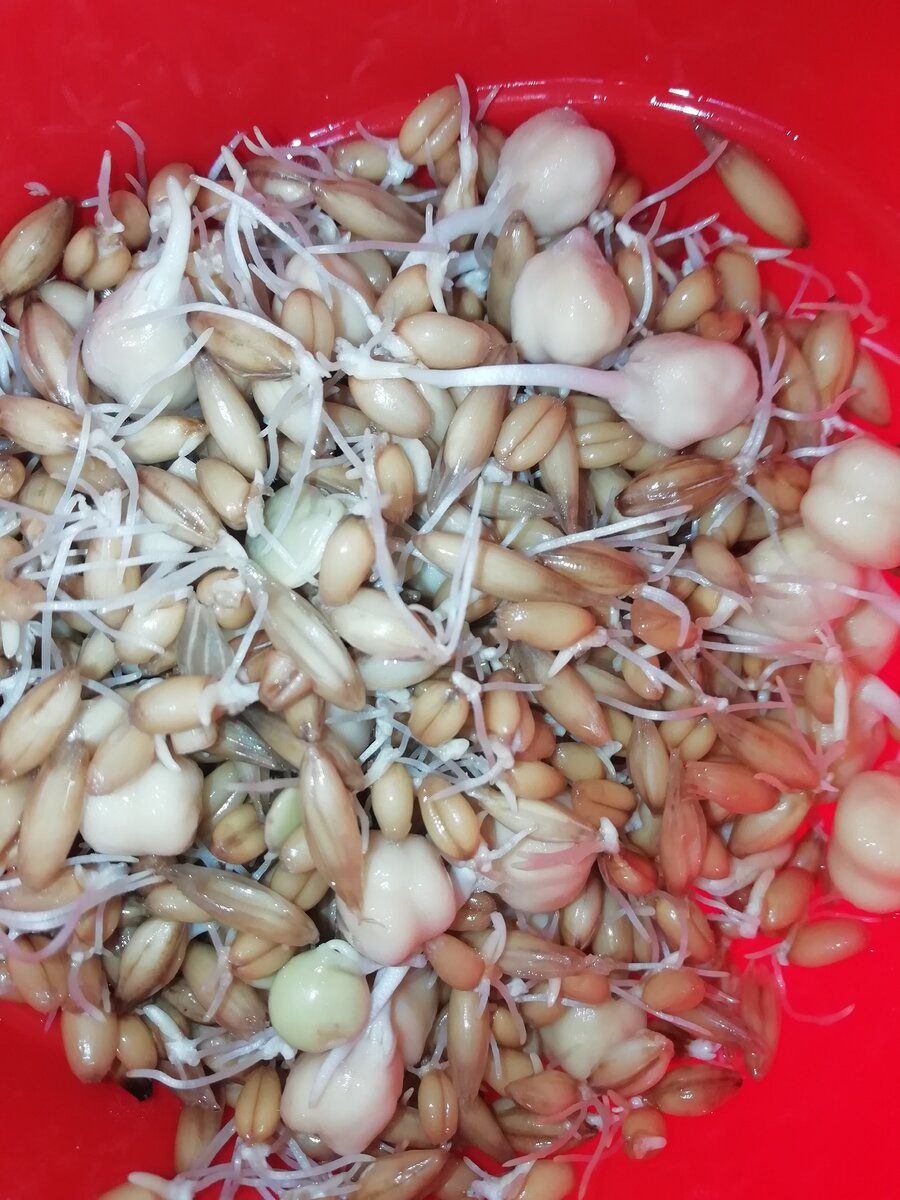 Это именно проростки