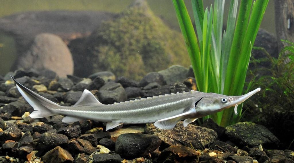 
Вес взрослой особи: 20 кг.