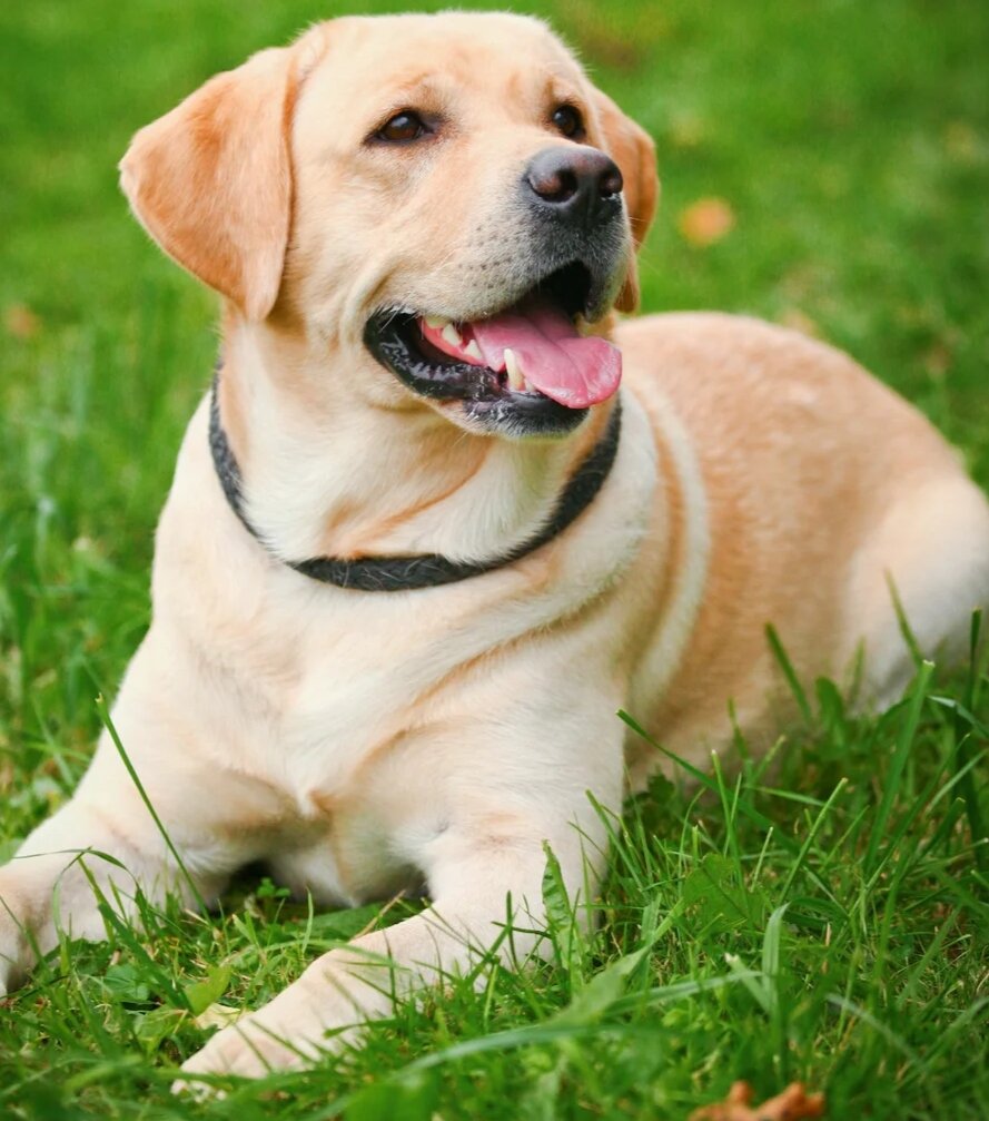 Лабрадор ретривер