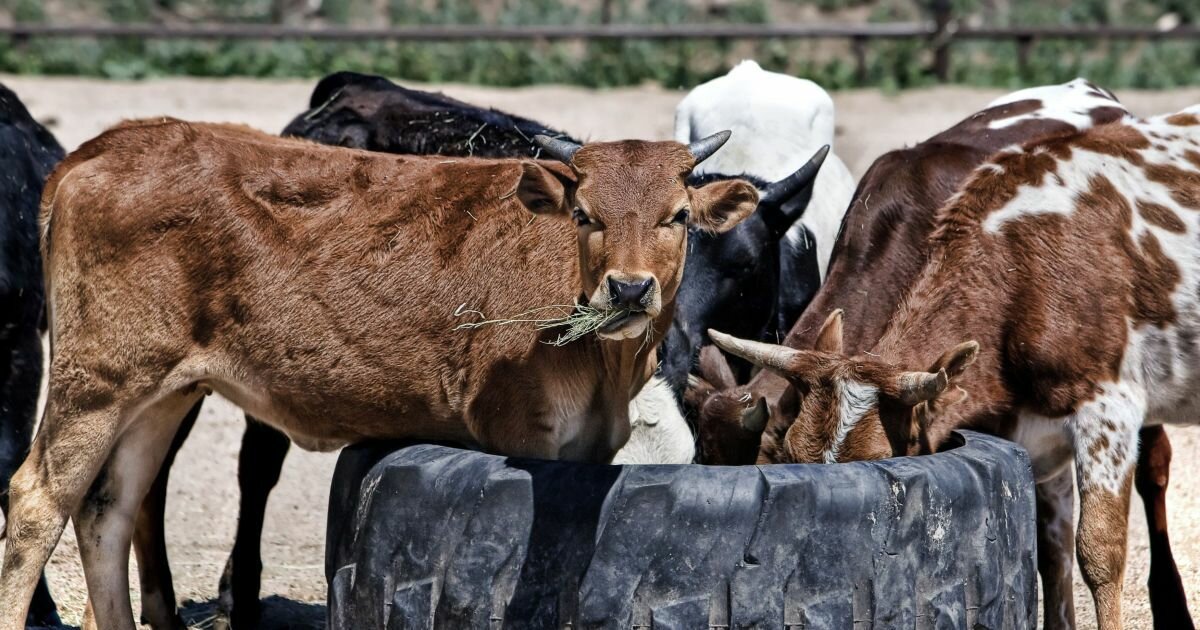 Фото из интернета