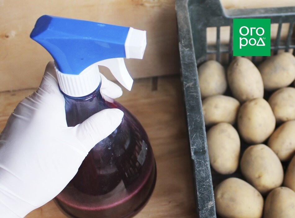 Подготовка семян картофеля