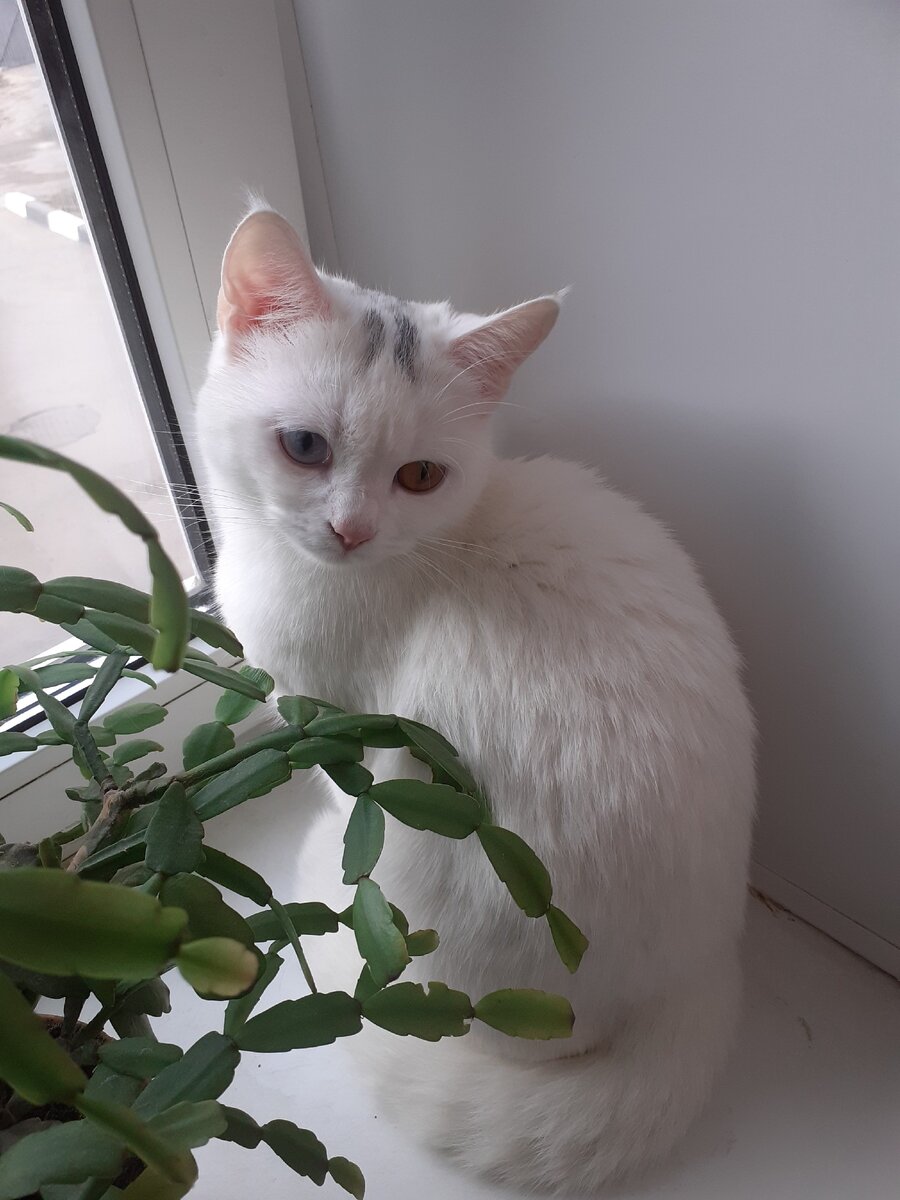 Когда ты на самоизоляции,а хочется погулять!