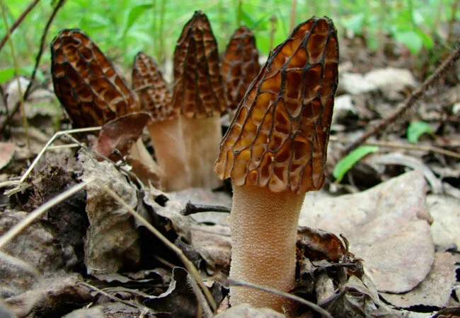 Фото с канала Грибник со стажем 16.RU