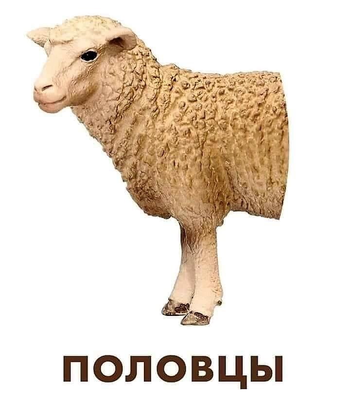 Фото из интернета