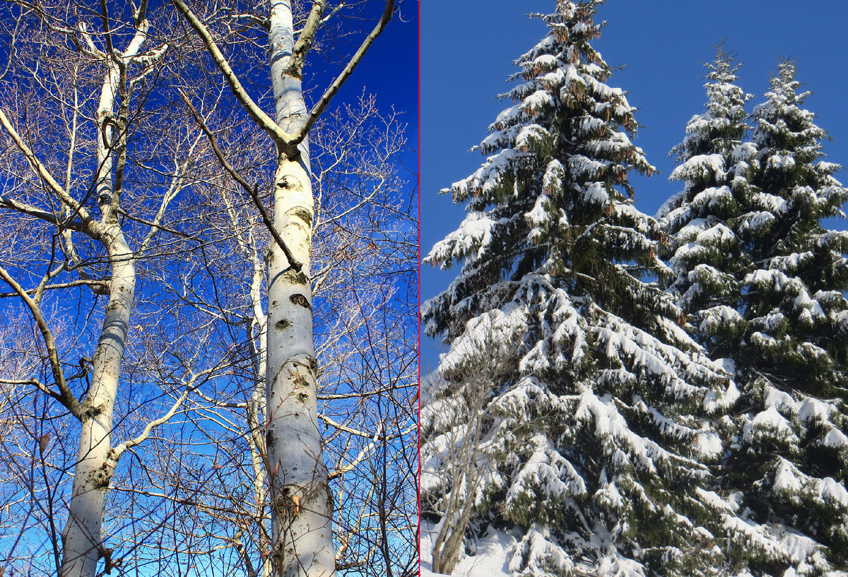 Причина, по которой иголки есть у хвойных деревьев