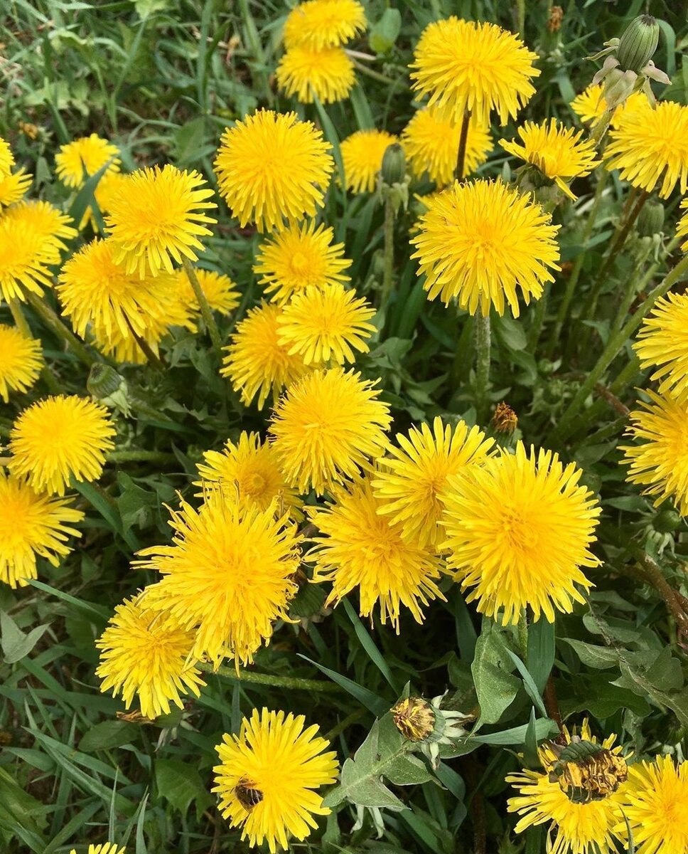 Одуванчики в нашем дворе