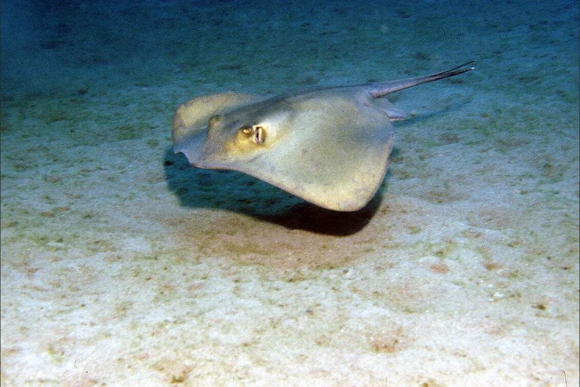 К примеру одно из опасных животных морских глубин, скат-хвостокол (Морской кот) 