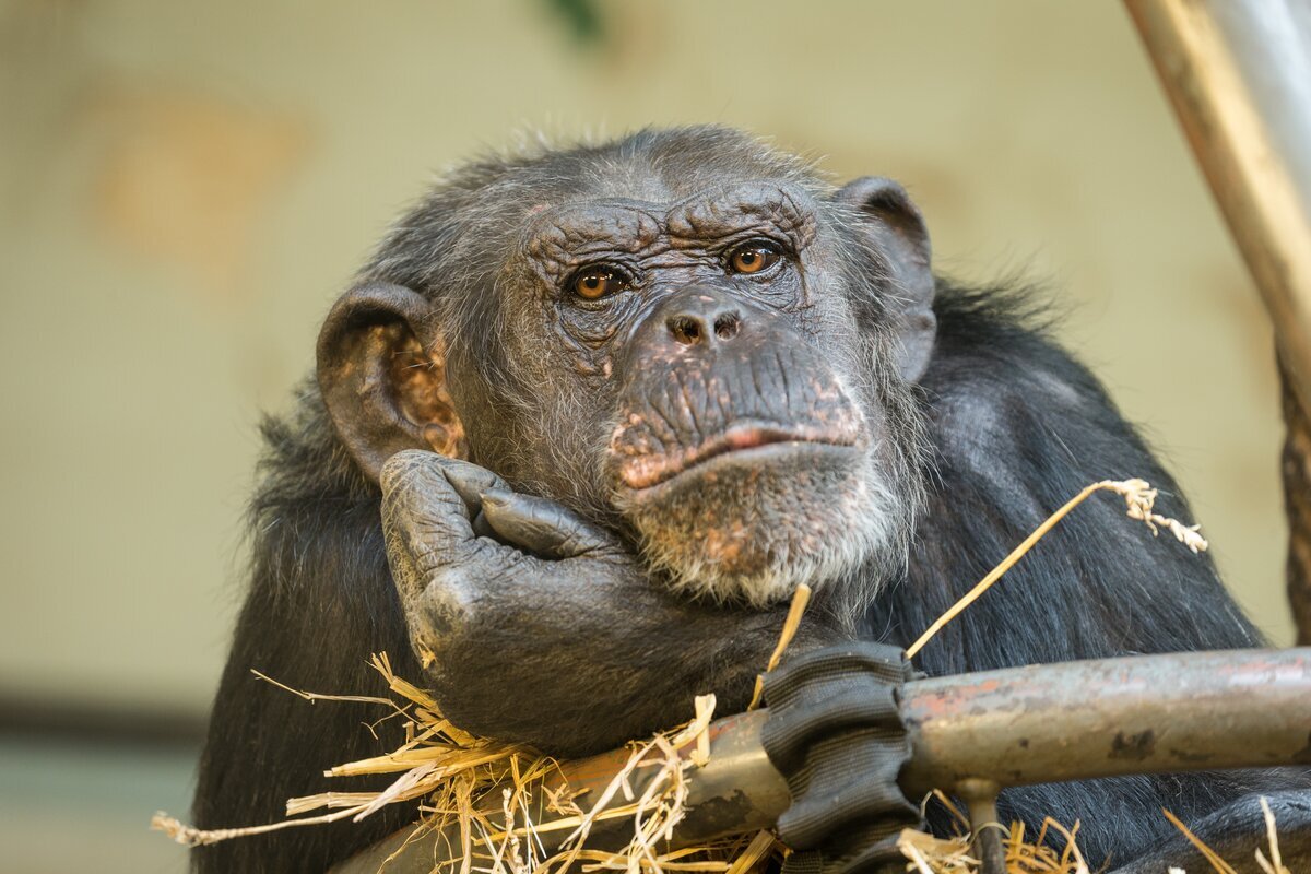 шимпанзе - самый близкий к людям гоминид. по эволюции. во многом похож на нас, по повадкам, но сильно уступает в объеме мозга и никогда не станет человеком...