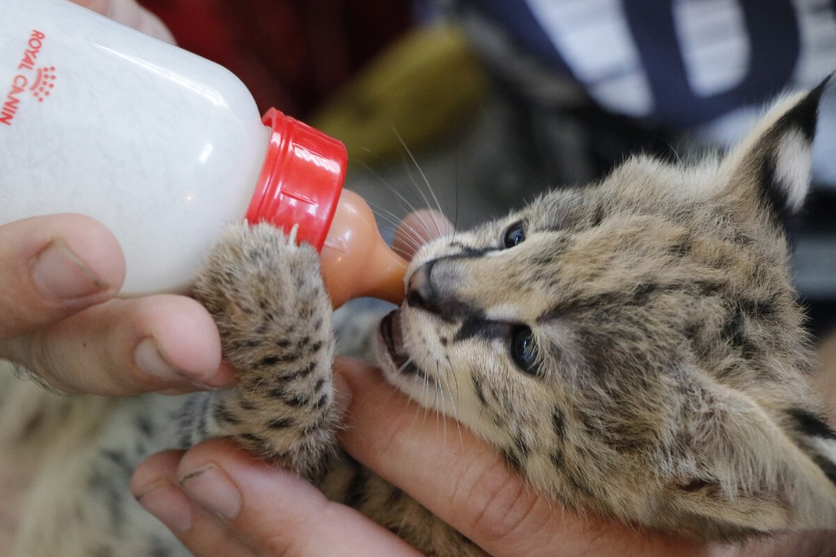 Котёнка африканской кошки выкармливают козьим молоком