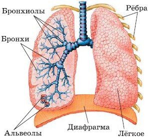 Фото по запросу Бронхи