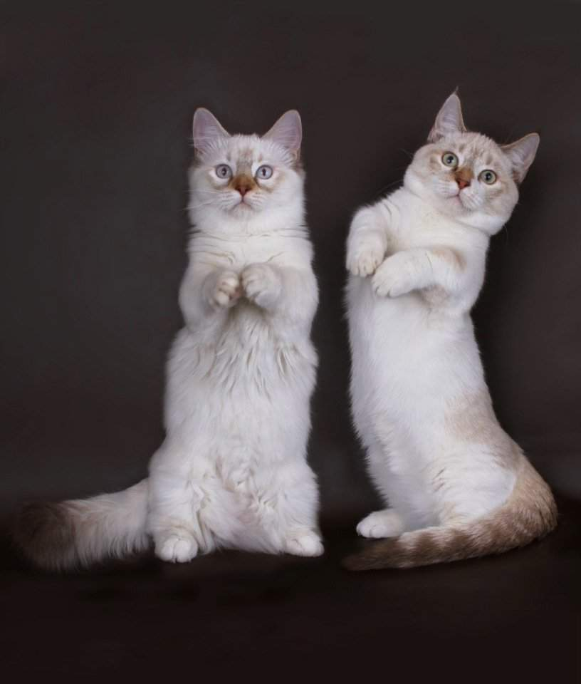 Яндекс Картинки