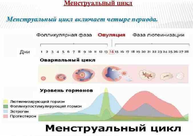 Женский цикл