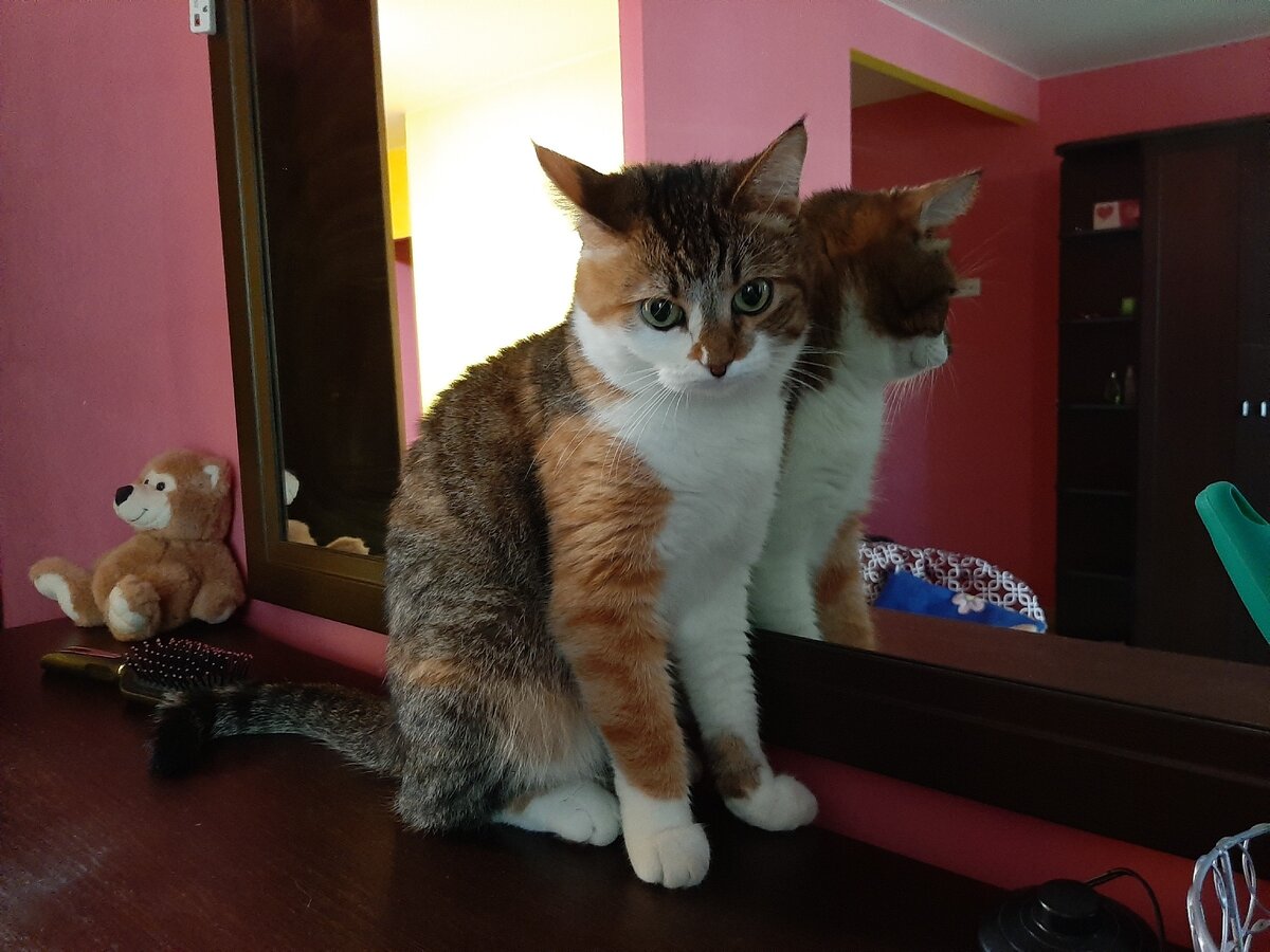 Киска