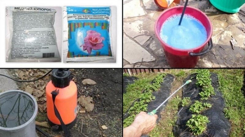 Медный купорос на огороде. Иллюстрация для статьи используется с сайта 9ban.ru