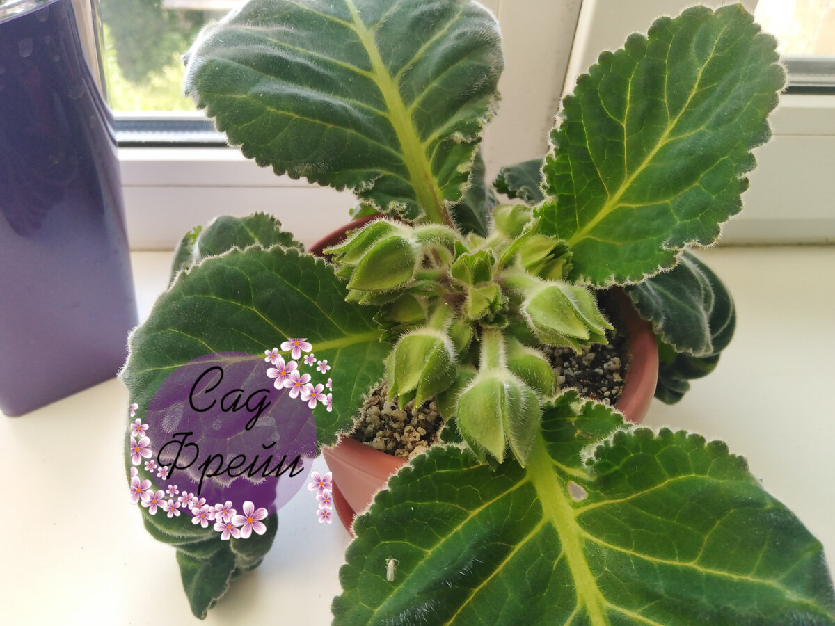 Волнительный момент. Ради которого точно стоит возиться с клубнями