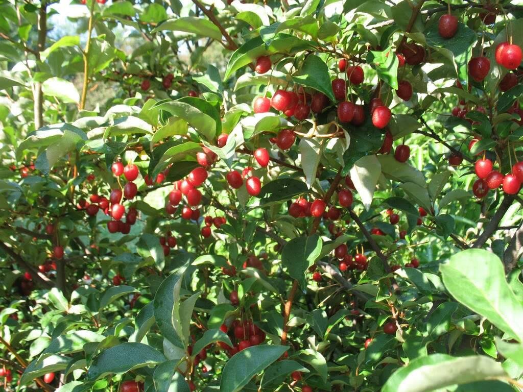 Лох многоцветковый, он же Гуми 