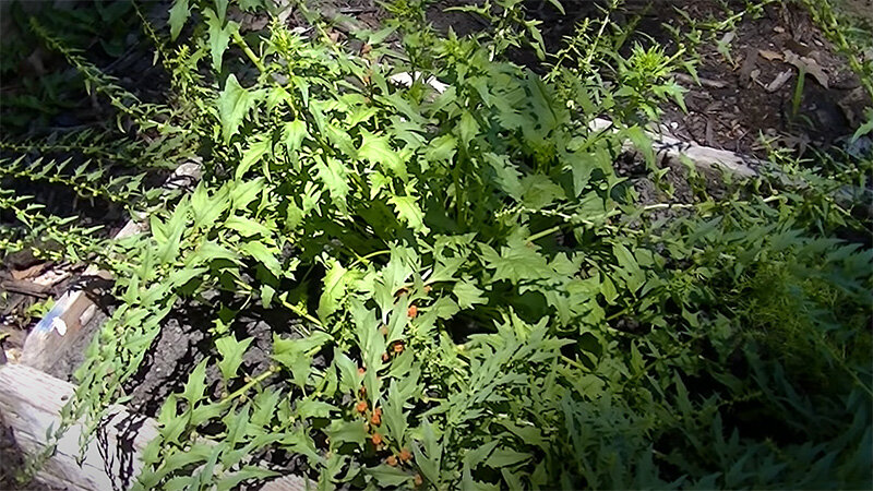 Листья земляничного шпината