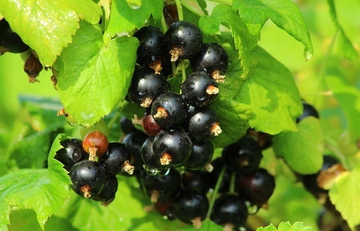 Смородина является едва ли не самой популярной ягодной культурой, которую выращивают на своих участках наши соотечественники. В целом неприхотливая, невероятно вкусная и полезная смородина все-таки нуждается в должном уходе. В первую очередь – в правильной подкормке. Так как именно правильная подкормка служит основой и гарантом для хорошего урожая в будущем году.