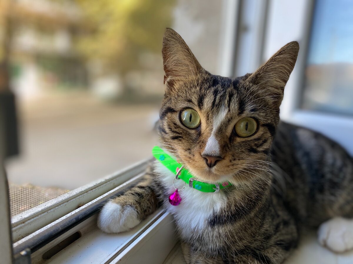 Иногда сажаю на окно, чтобы посмотреть ее реакцию: захочет ли обратно. Ну судя по ее виду, она туда больше ни лапой!