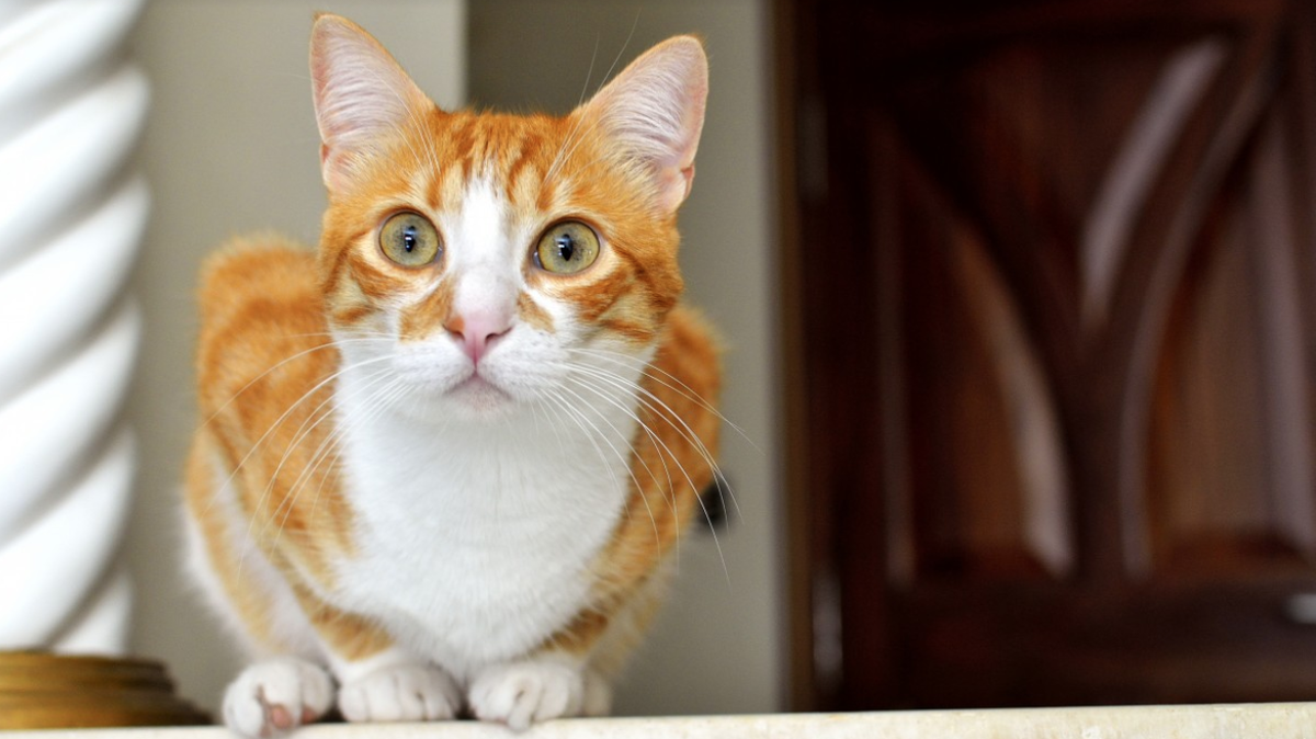 фото заимствовано https://pxhere.com/ru/photo/1602724 