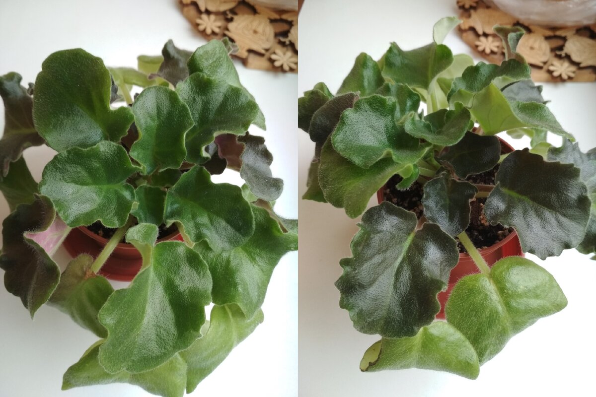 Два сорта из одного растения.