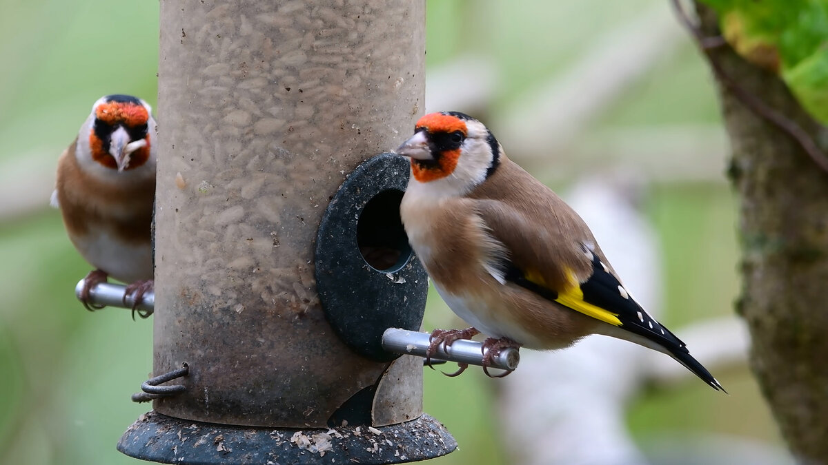 Щеглы у кормушки