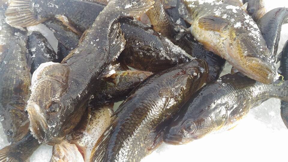 Ротан — рыба за которой рыбаки любят отправляться по первому льду. Фото автора текста.