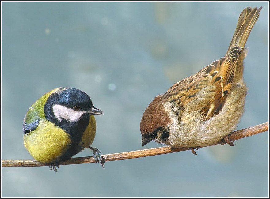 Фото из открытых источников