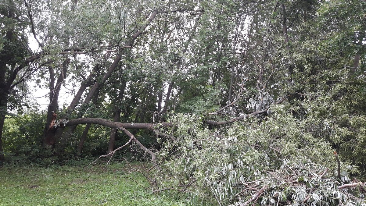 После очередного урагана. Свалило дерево у соседа.