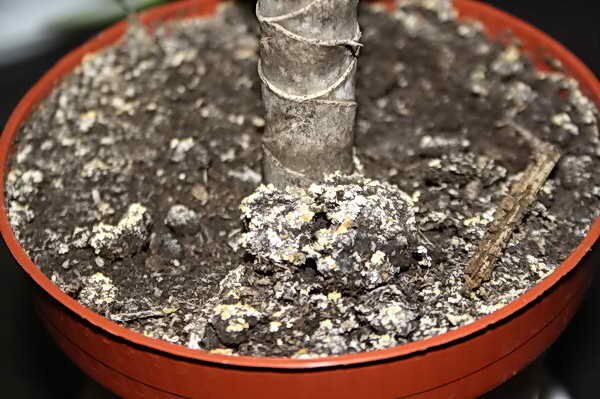 Солевой налет на грунте