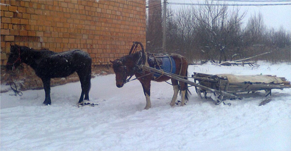 Лошадь запряженная в сани