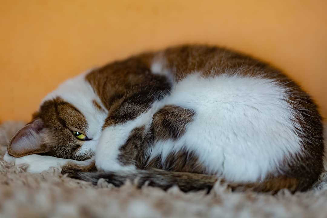 Повернешься – вроде как спит ... 😴отвернешься – подглядывает хитрым глазом.😆