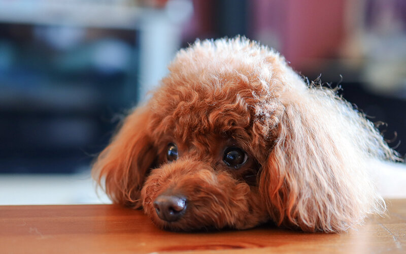 Ох, эти глаза! Фото kcho1200/Pixabay 