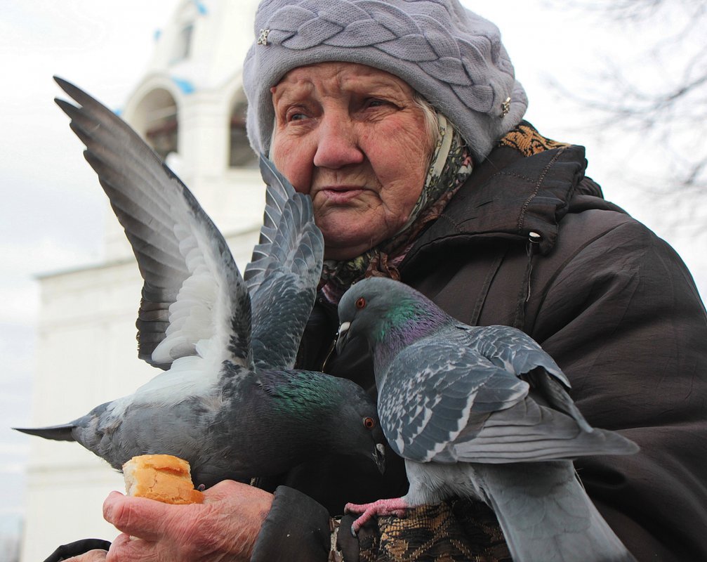 Голубей кормил. Бабушка и голуби. Человек голубь. Кормление голубей. Старушка и голуби.