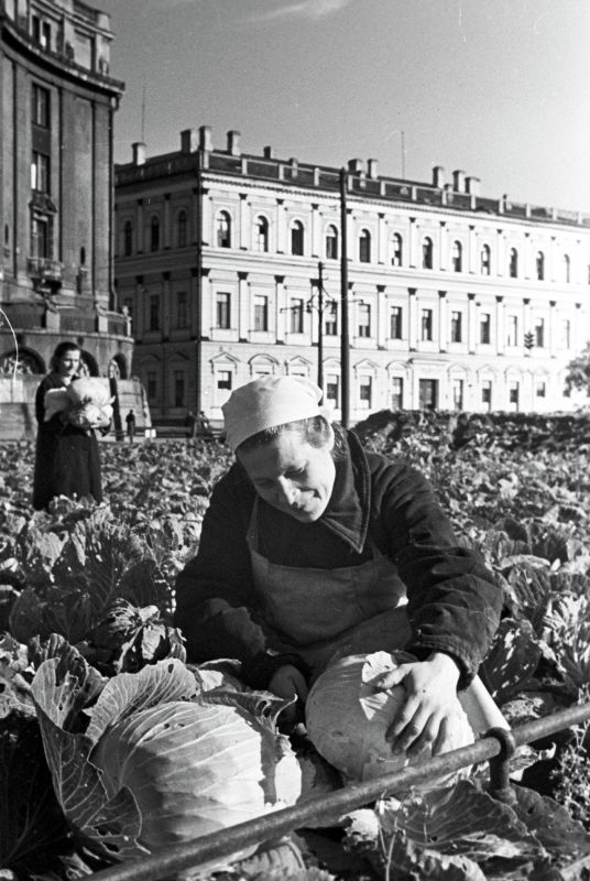 Ленинград в великой отечественной. Блокада Ленинграда капуста у Исаакиевского собора. Исаакиевский собор капуста блокада. Огород у Исаакиевского собора блокада Ленинграда. Капуста у Исаакиевского собора 1942.