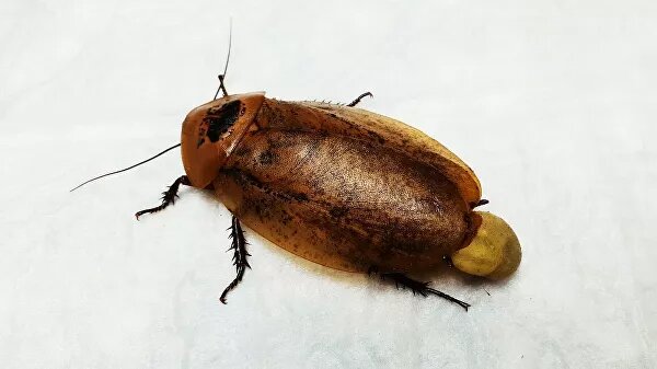 Таракан. © страница ветеринарной клиники "Лимпопо" во "Вконтакте"