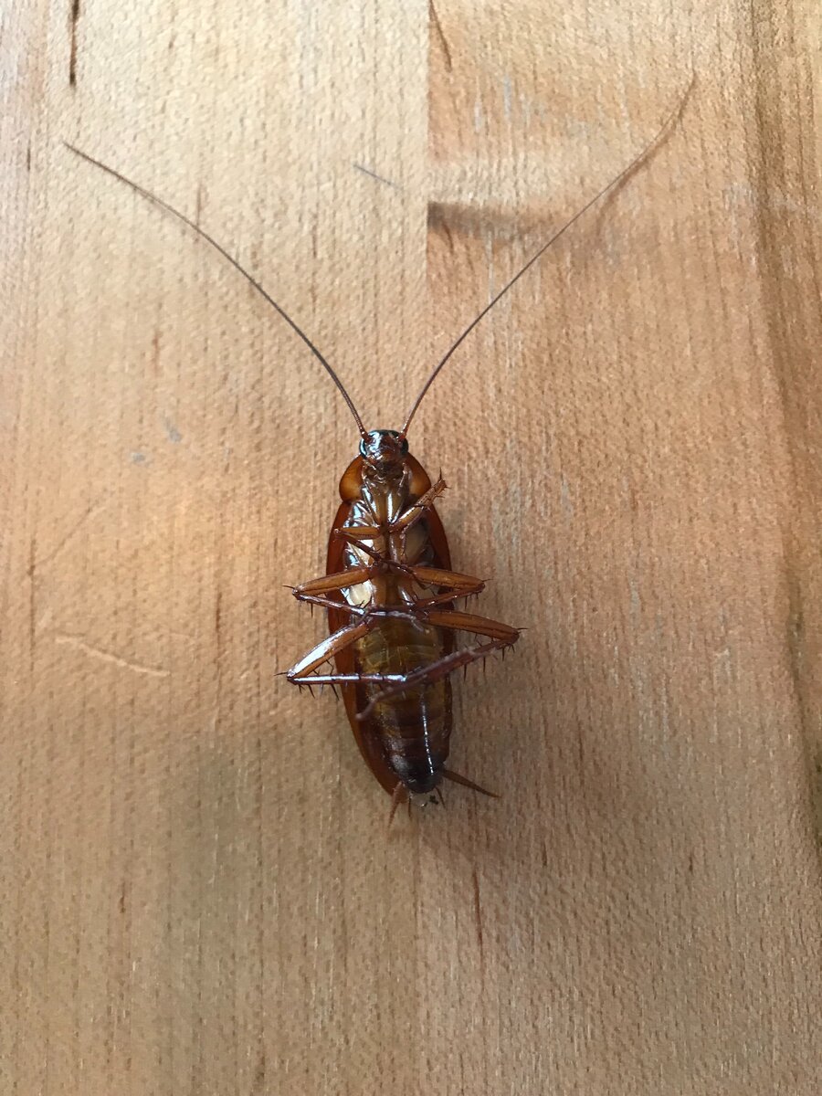 Источник: https://elements.envato.com/photos/cockroaches