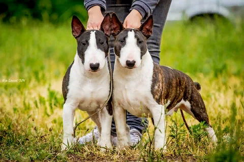 мини бультерьер