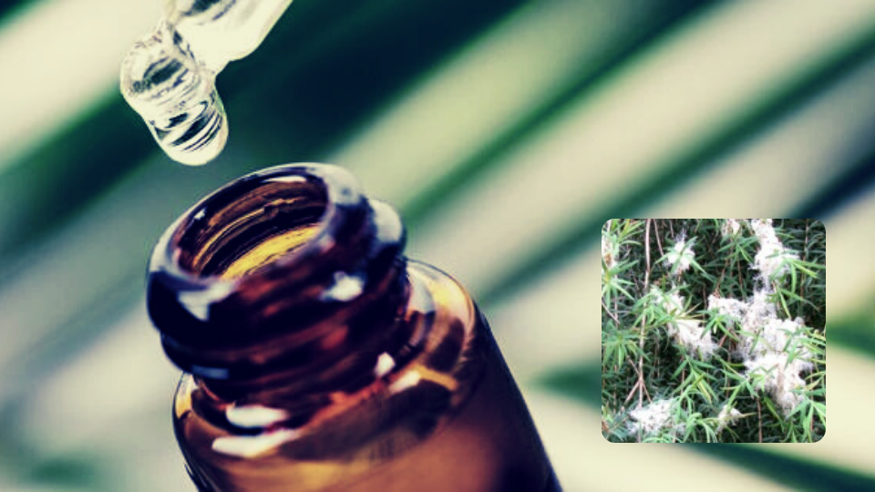 эфирное масло чайного дерева