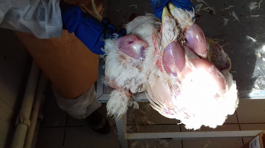 Кровоизлияния в мышцах бедра