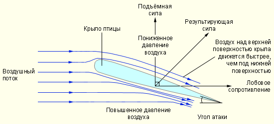 Рисунок 2. Подъемная сила крыла.