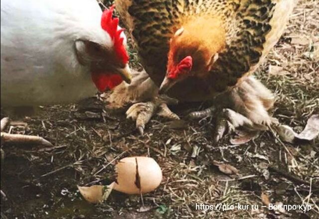 Куры клюют яйца — что делать, народные средства