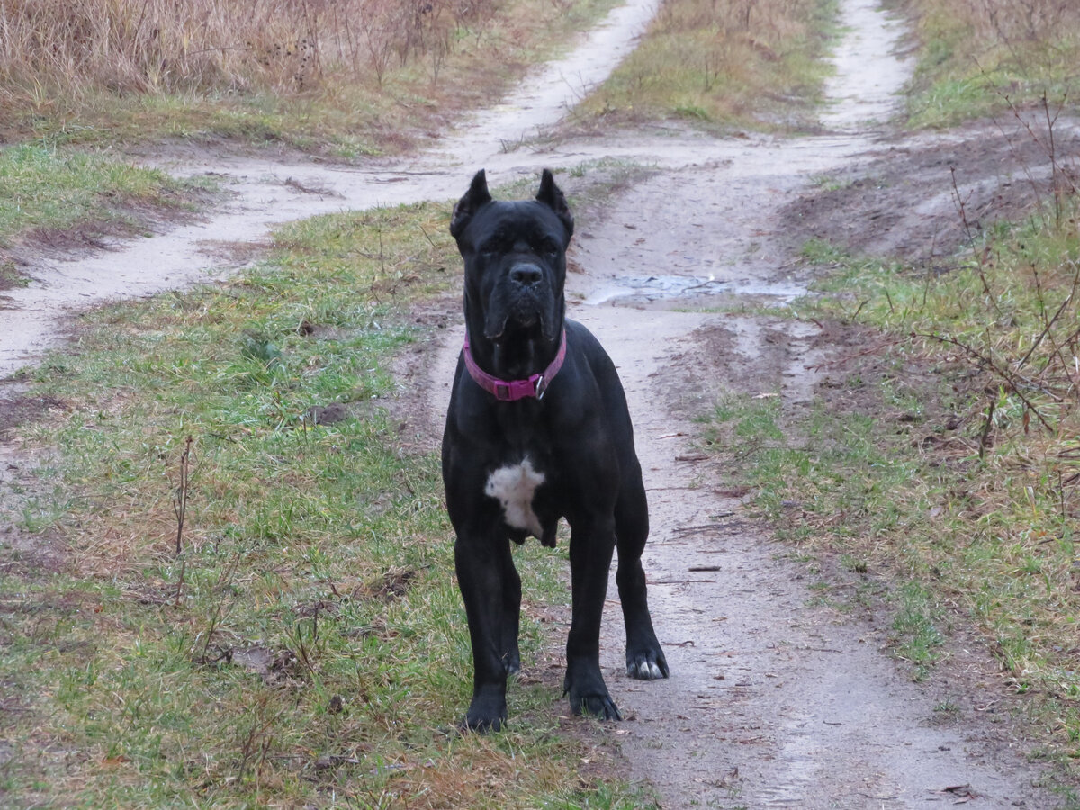 А это стандартное расположение пятен у кане корсо   - небольшое пятно на груди (хотя о том, что понимать под словом "небольшое", споры не умолкают). Небольшие пятна на пальцах. Еще допустима проточина на спинке носа, но ее не сильно любят.
